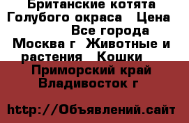 Британские котята Голубого окраса › Цена ­ 8 000 - Все города, Москва г. Животные и растения » Кошки   . Приморский край,Владивосток г.